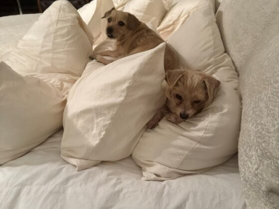 Two small scruffy terriers nestled among cream pillows on a large unmade bed