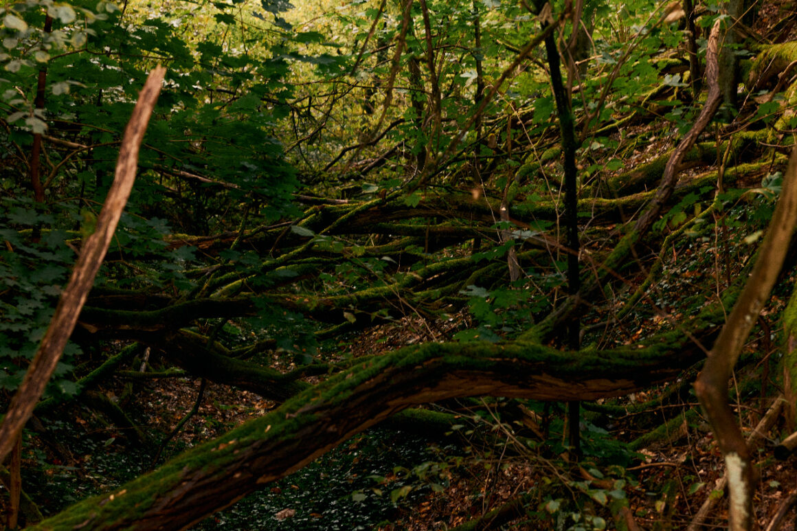 Fallen mossy trees on a dim forest floor