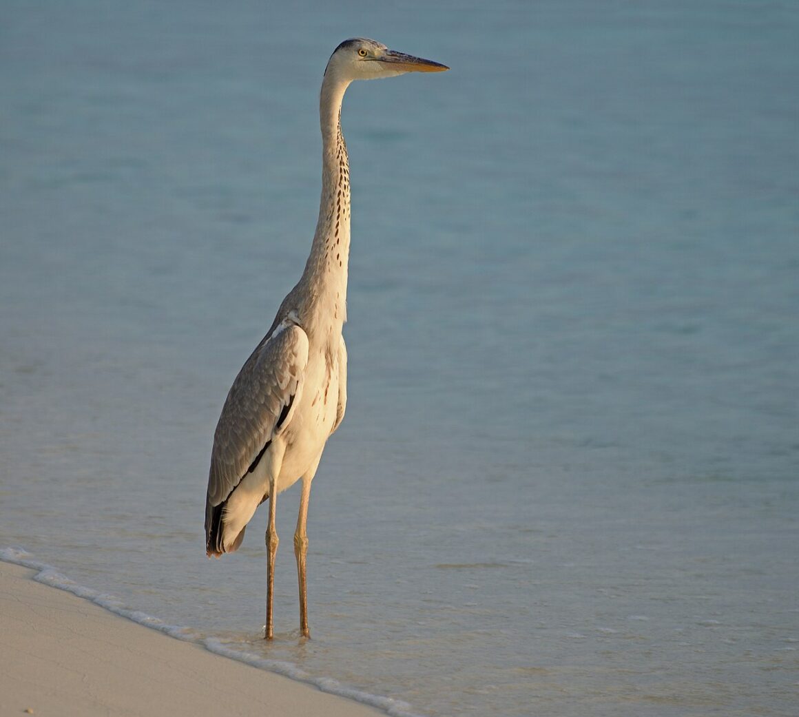 A grey heron stands at the edge of the water, waiting.