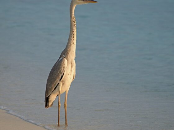 A grey heron stands at the edge of the water, waiting.