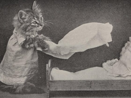Vintage black and white photo of a kitten in a dress shaking out a sheet over a small doll bed